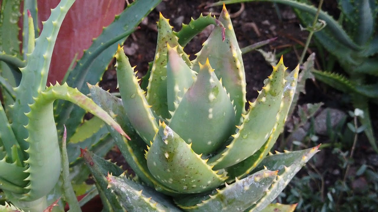 Aloe brevifolia "Short-leaved Aloe'