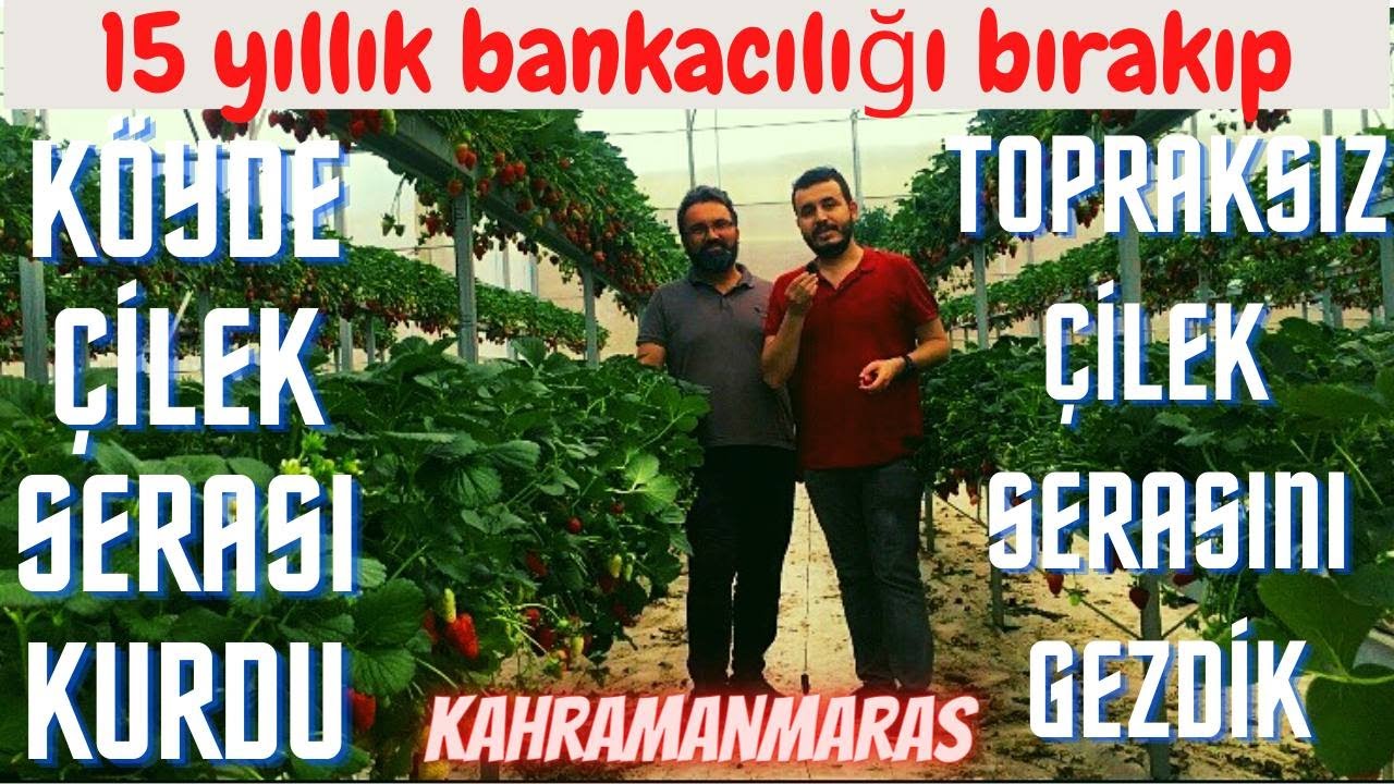 TOPRAKSIZ ÇİLEK SERASI MALİYETİ NE KADAR? TOPRAKSIZ TARIM ÇİLEK SERASINI GEZDİK
