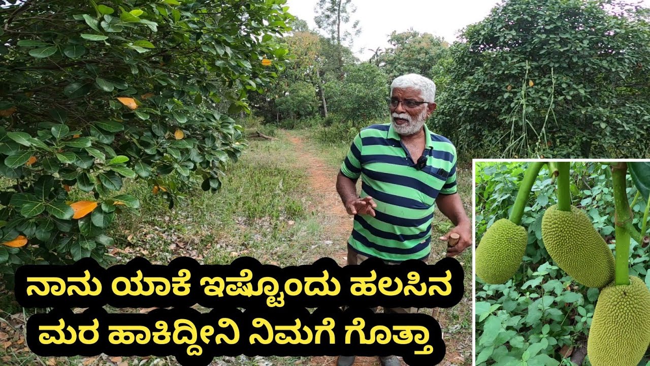 ನಾನು ನನ್ನ 4 ಎಕರೆಯಲ್ಲಿ ಹಲಸಿನ ತೋಟವನ್ನೇ ಮಾಡಿರುವುದು ಏಕೆ... ಇದರಿಂದ ಎಷ್ಟೊಂದು ಲಾಭವಿದೆ ನಿಮಗೆ ಗೊತ್ತಾ