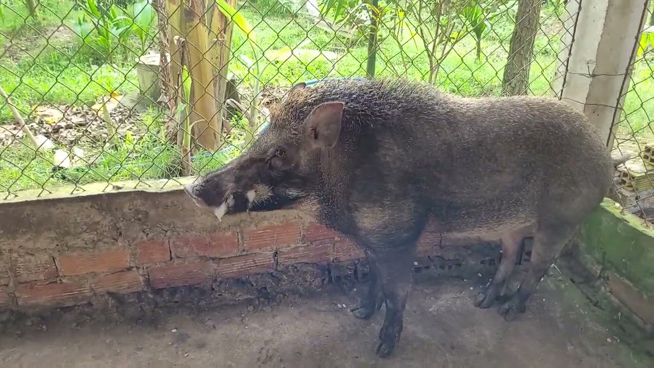 hướng dẫn cách chọn giống heo rừng nuôi hiệu quả cao/ kỹ thuật nuôi heo rừng