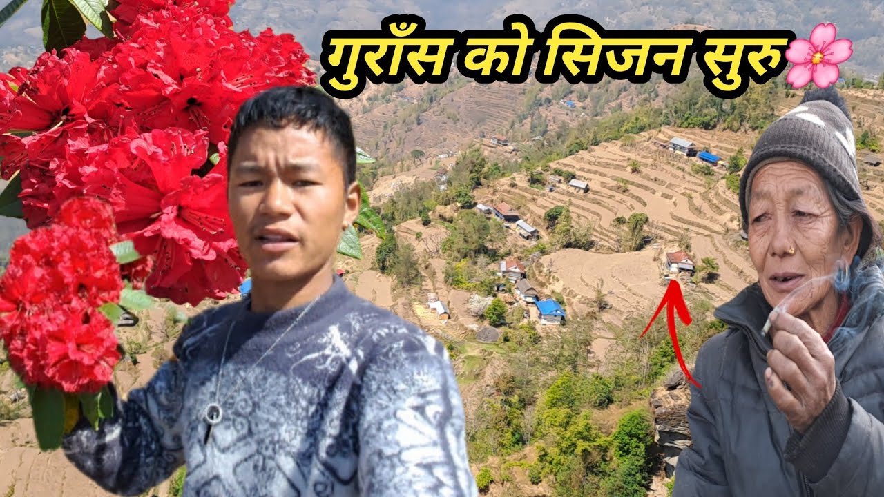 गुराँस को सिजन सुरु  धुमा१ डाडा गाउँ महभिर बाट #views एस्तो देखिन्छ होइत @Nischalvlog1 #nature