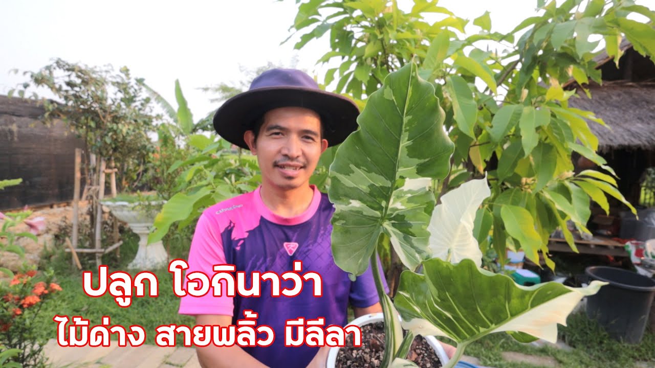 ปลูก โอกินาว่า ไม้ด่าง สายพลิ้ว