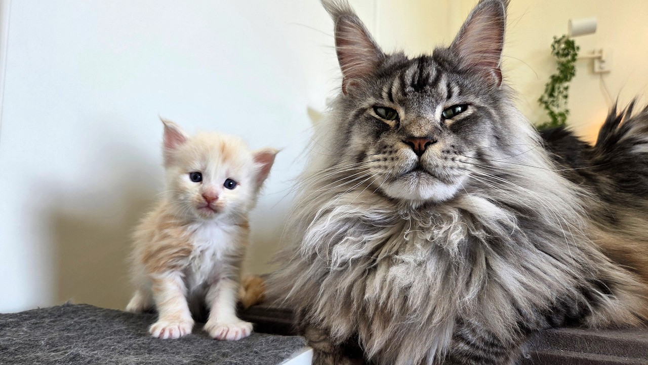 Dexter Meets His Kitten "Brothers-in-Law" For the First Time!