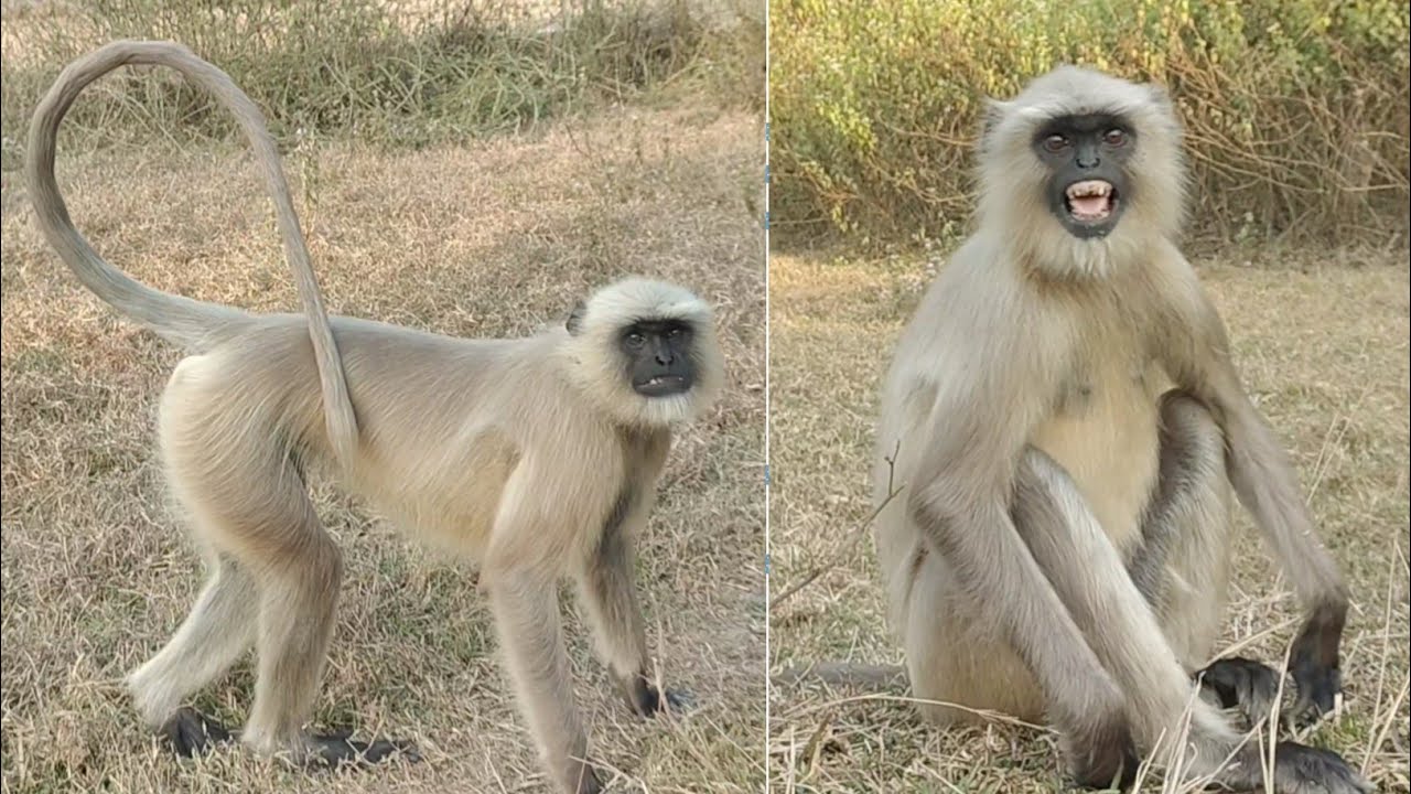 Calm Langur Sitting in Natural Habitat 🐒 | Wildlife Observation Film. 