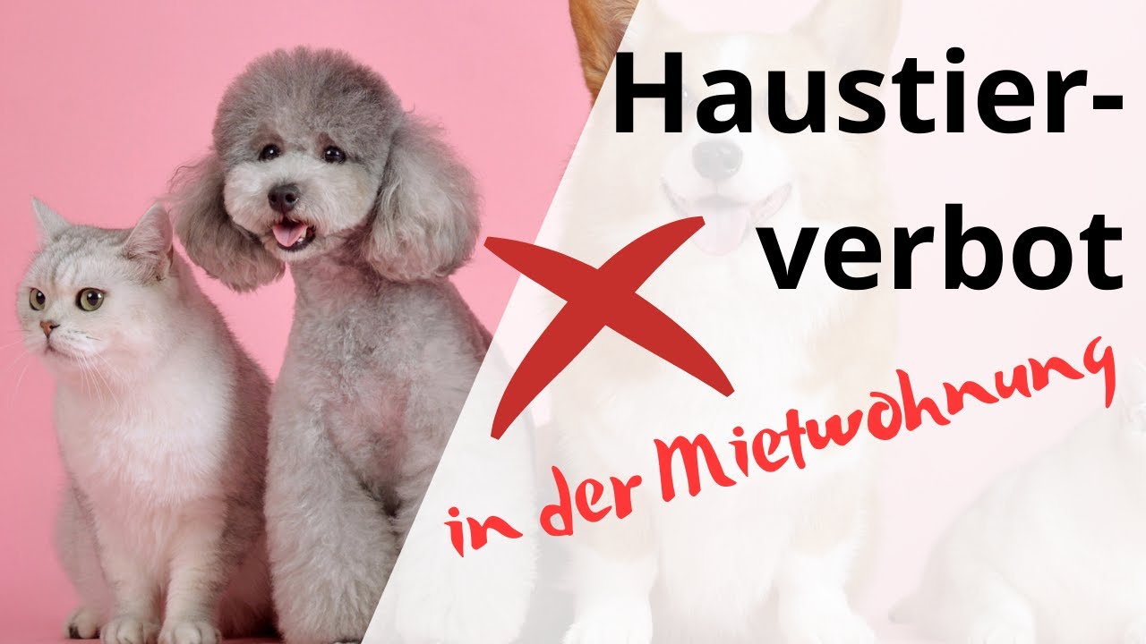 Haustiere in der Mietwohnung? Das ist zu beachten!