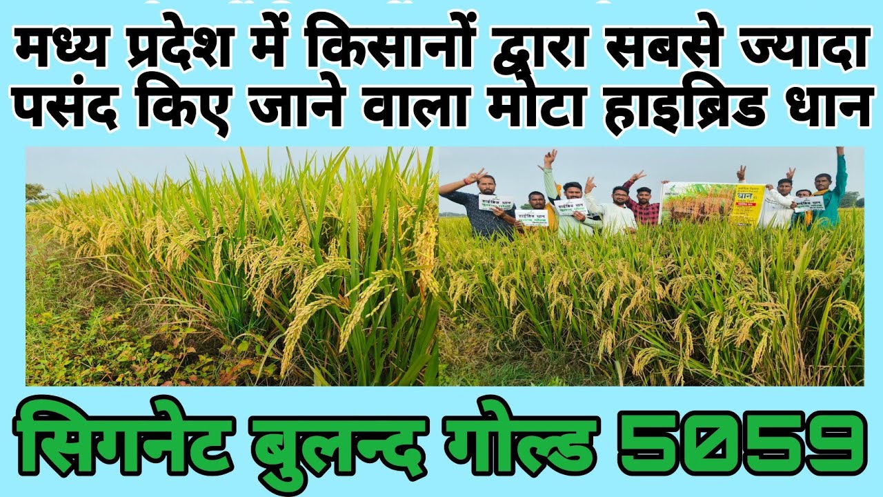सिगनेट हाइब्रिड धान बुलन्द गोल्ड 5059,मोटा दाना,अधिक उपज,मध्य प्रदेश के किसानों के लिए वरदान