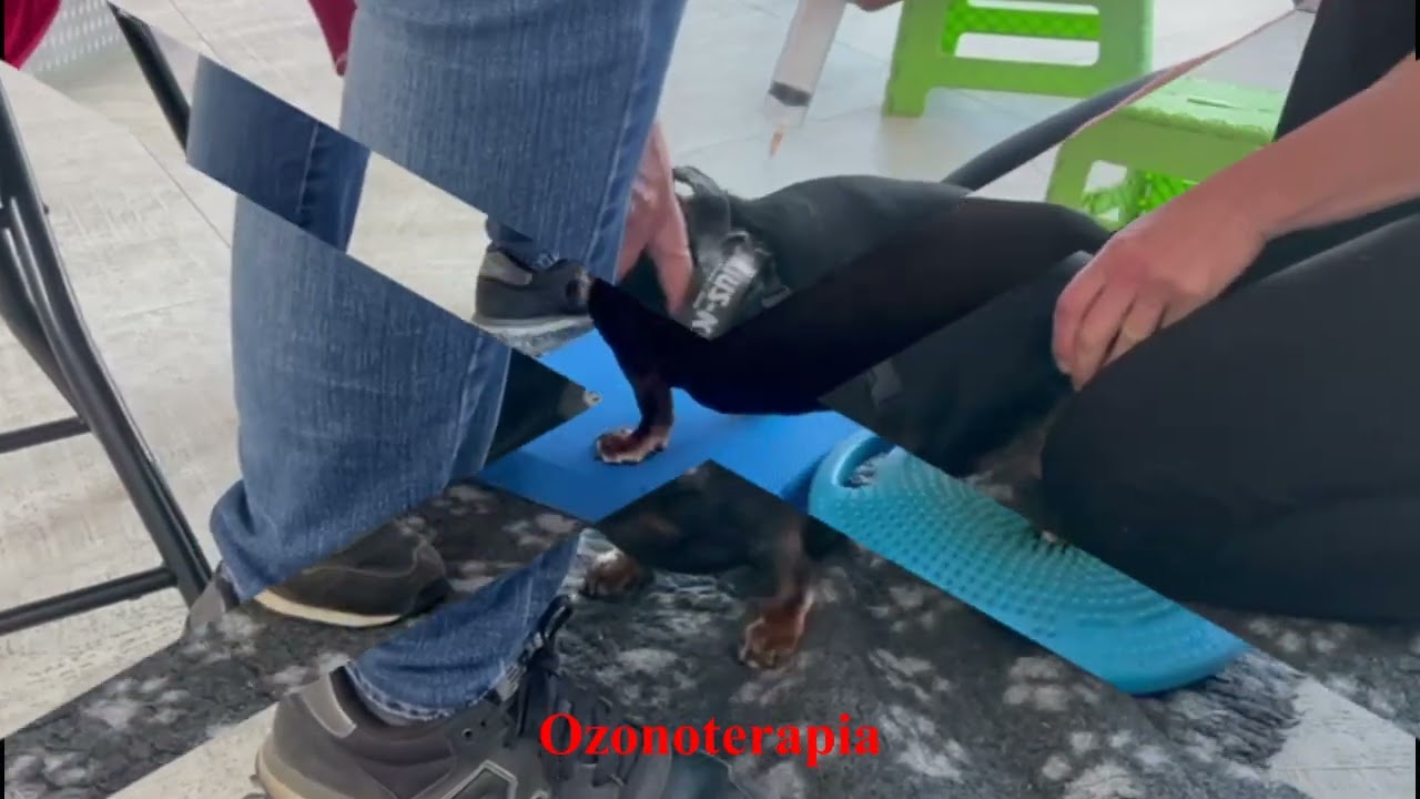 Terapia conservativa in bassotto con ernia discale - Fisioterapia Veterinaria Pisa®