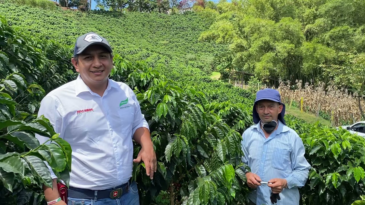 Café caturro, un excelente café en vía de extinción.