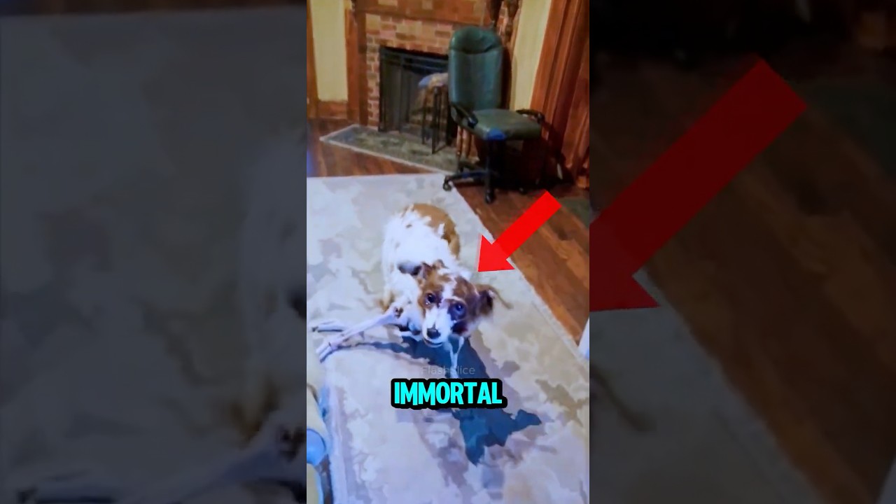 TOP 5 IMMORTAL ANIMALS IN THE WORLD! 😟😱