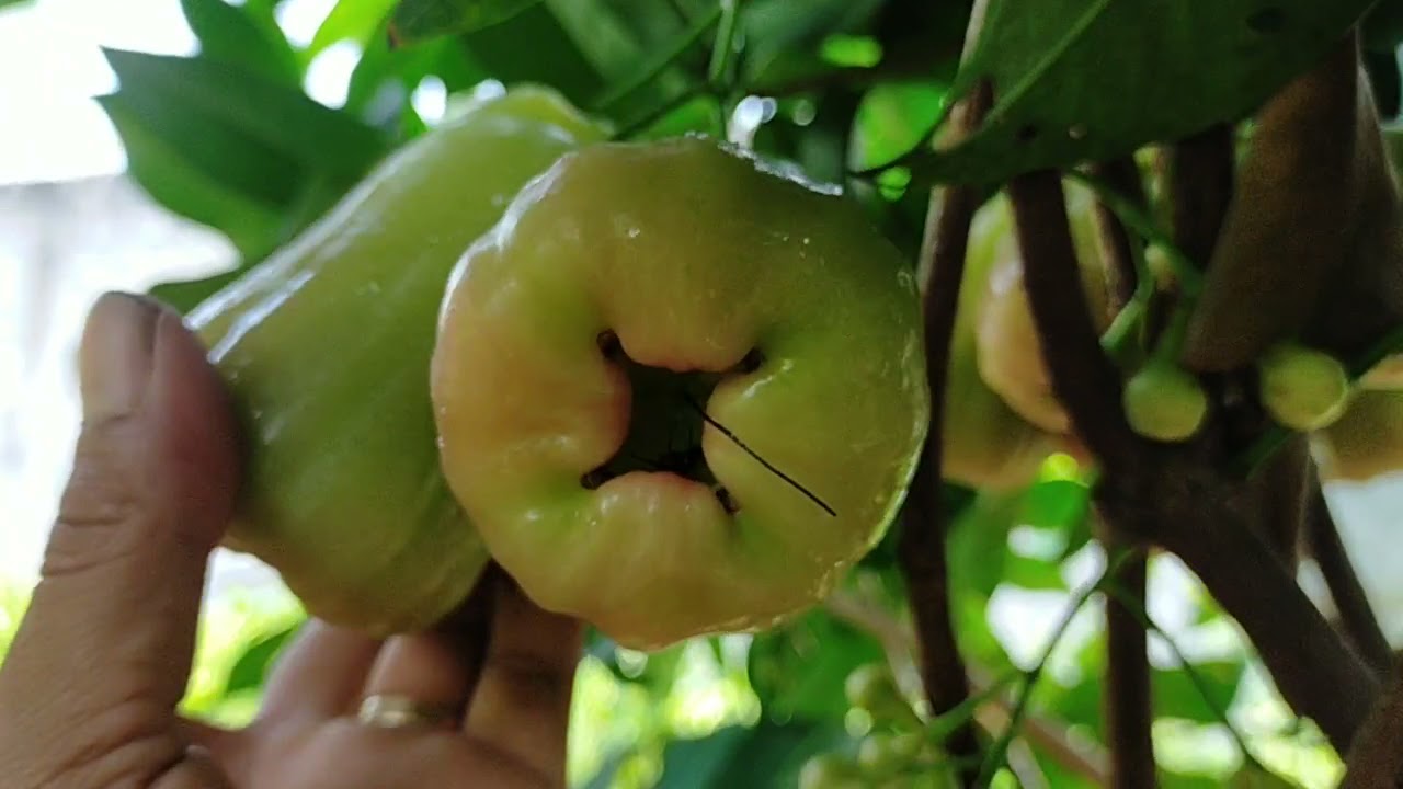 kebun jambu SUPER GREEN yang sangat lebat