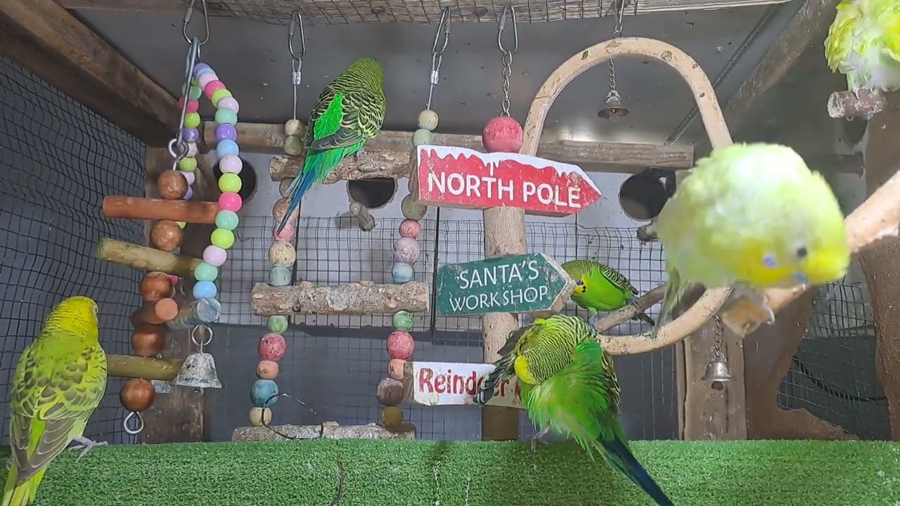 “When your pet is funnier than your friends 😂🦜”