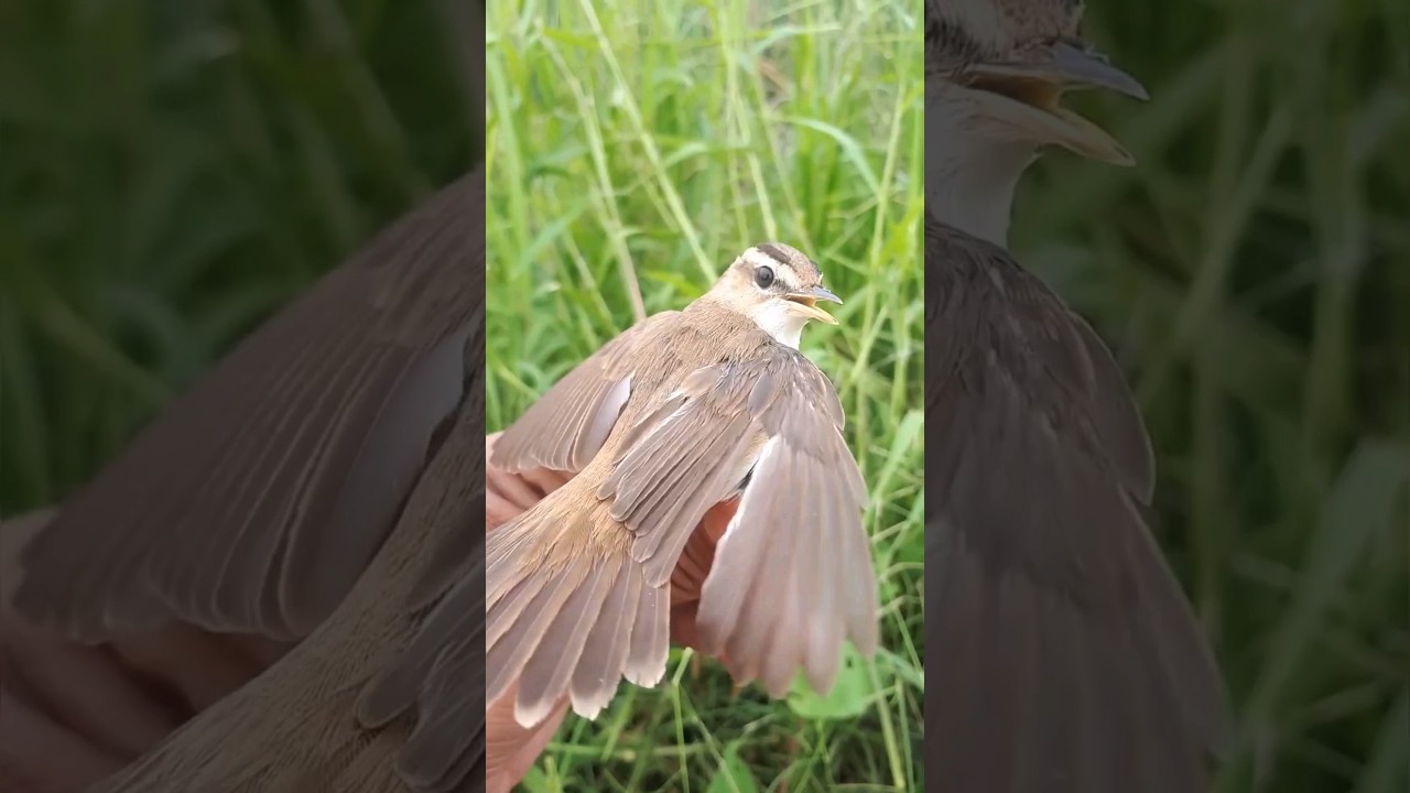 Burung Kerak Basi Alis Hitam 