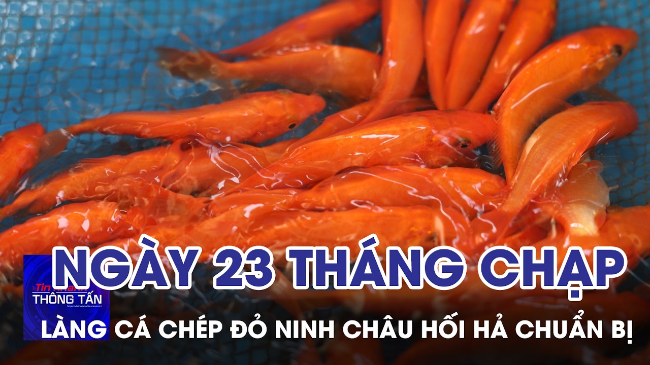 Làng cá chép đỏ Ninh Châu hối hả chuẩn bị ngày 23 tháng Chạp | Tin nhanh Thông tấn
