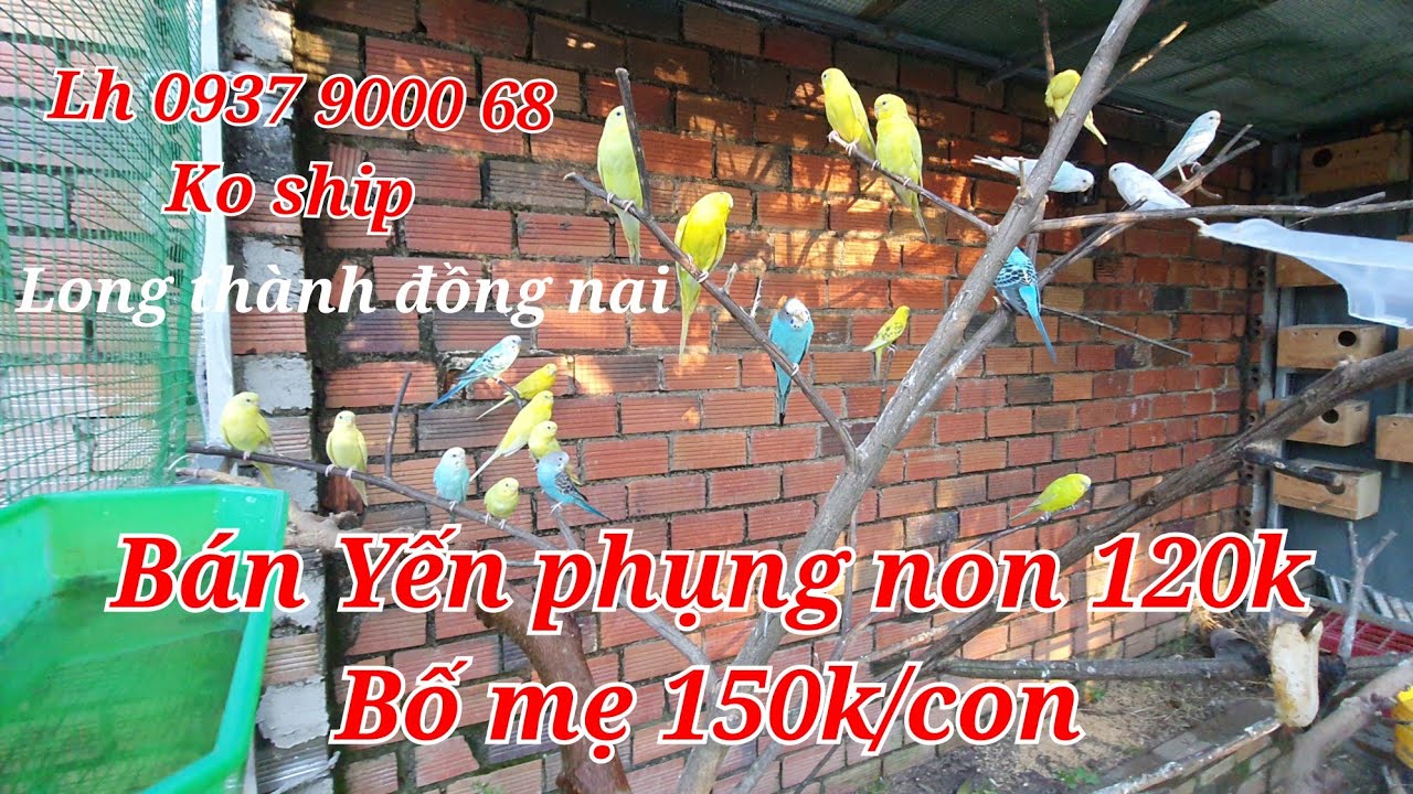b&aacute;n yến phụng sinh sản. yến phụng non. avi nu&ocirc;i chim sinh sản