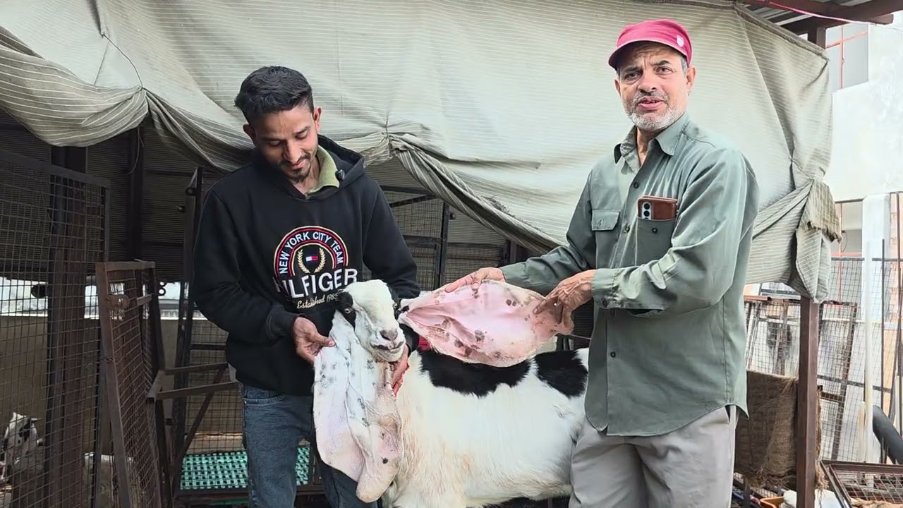 Mashallah Goat Farm Hyderabad | Old Breeding Hyderabadi Setup By Usman Bhai & Hafeez Bhai.