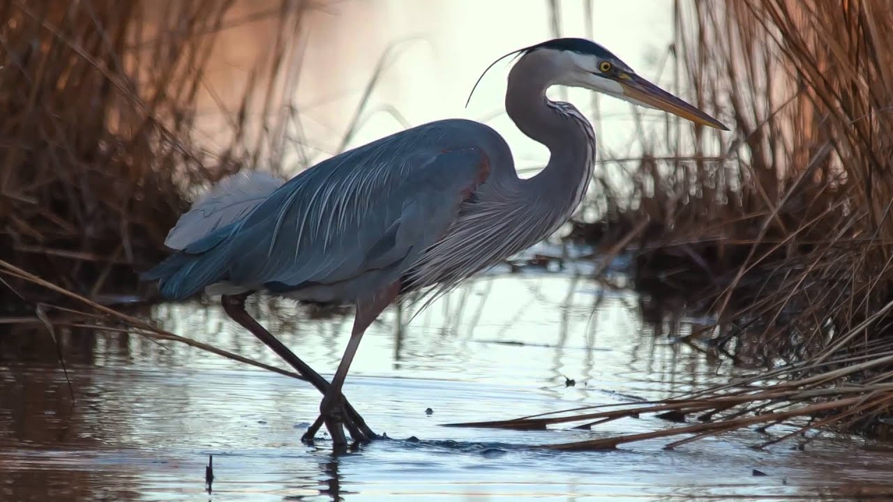 Bayshore - Delaware's Wild Side