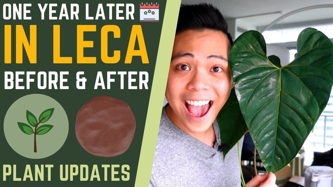 5 Plants I Switched to LECA + Semi Hydro 😍 1 YEAR LATER - PHILODENDRONS, ANTHURIUMS, BEGONIA