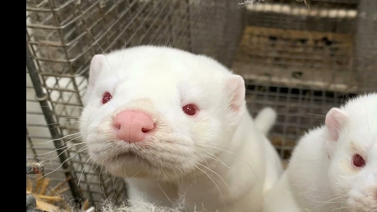 France bans wild circus animals and mink farms