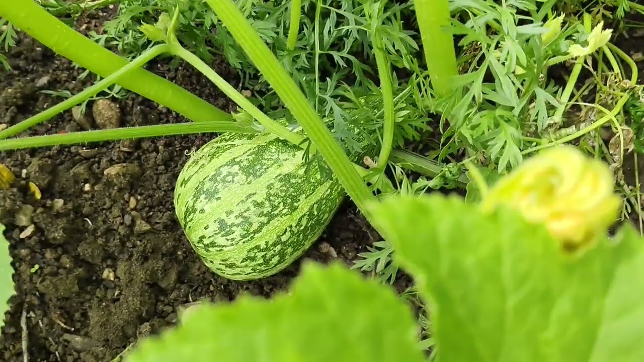 Does anyone know the specific names of the plants?