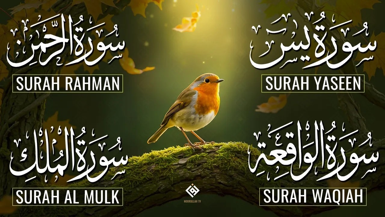 Beautiful Surah Yaseen (Yasin) | Surah Rahman | Surah Waqiah | Surah Mulk
