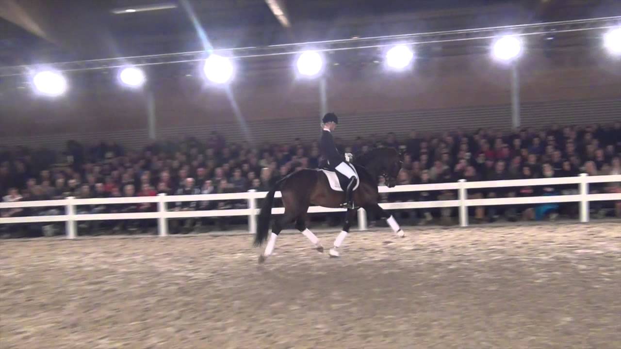 Franklin kwpn : Ampère X Ferro - Stallion Show Van Uytert 2014