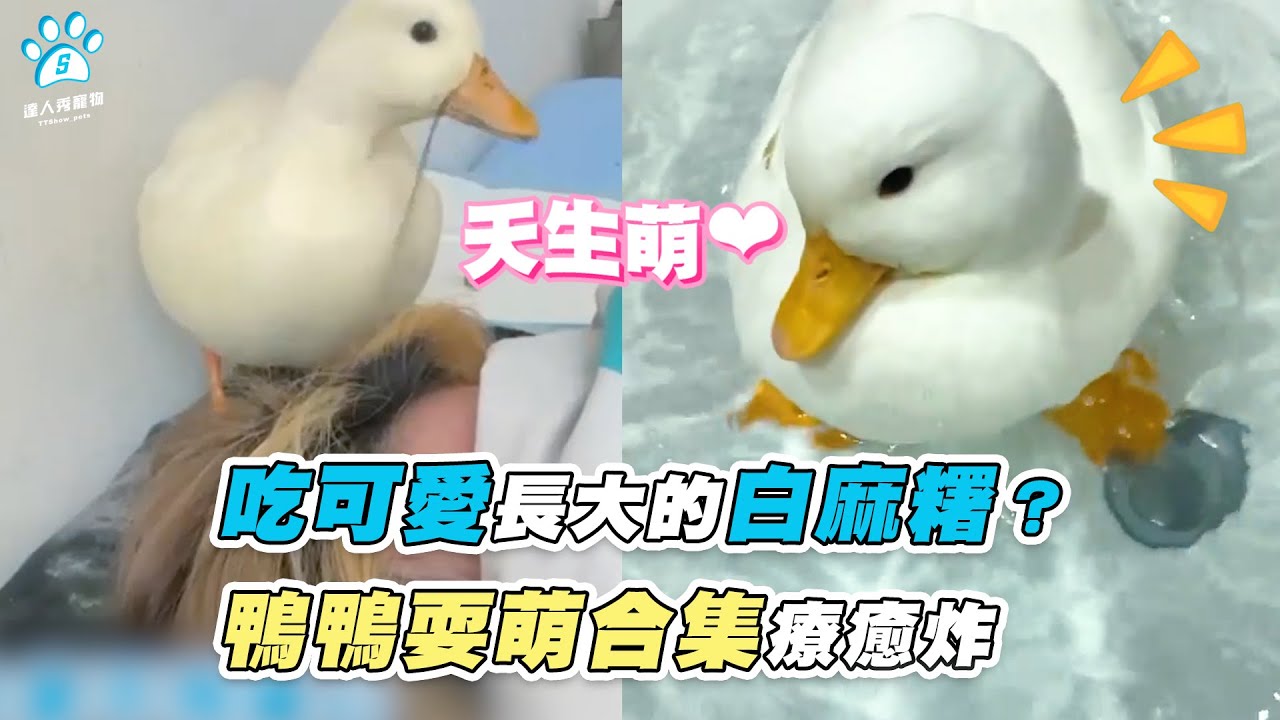 【吃可愛長大的白麻糬？ 鴨鴨耍萌合集療癒炸】