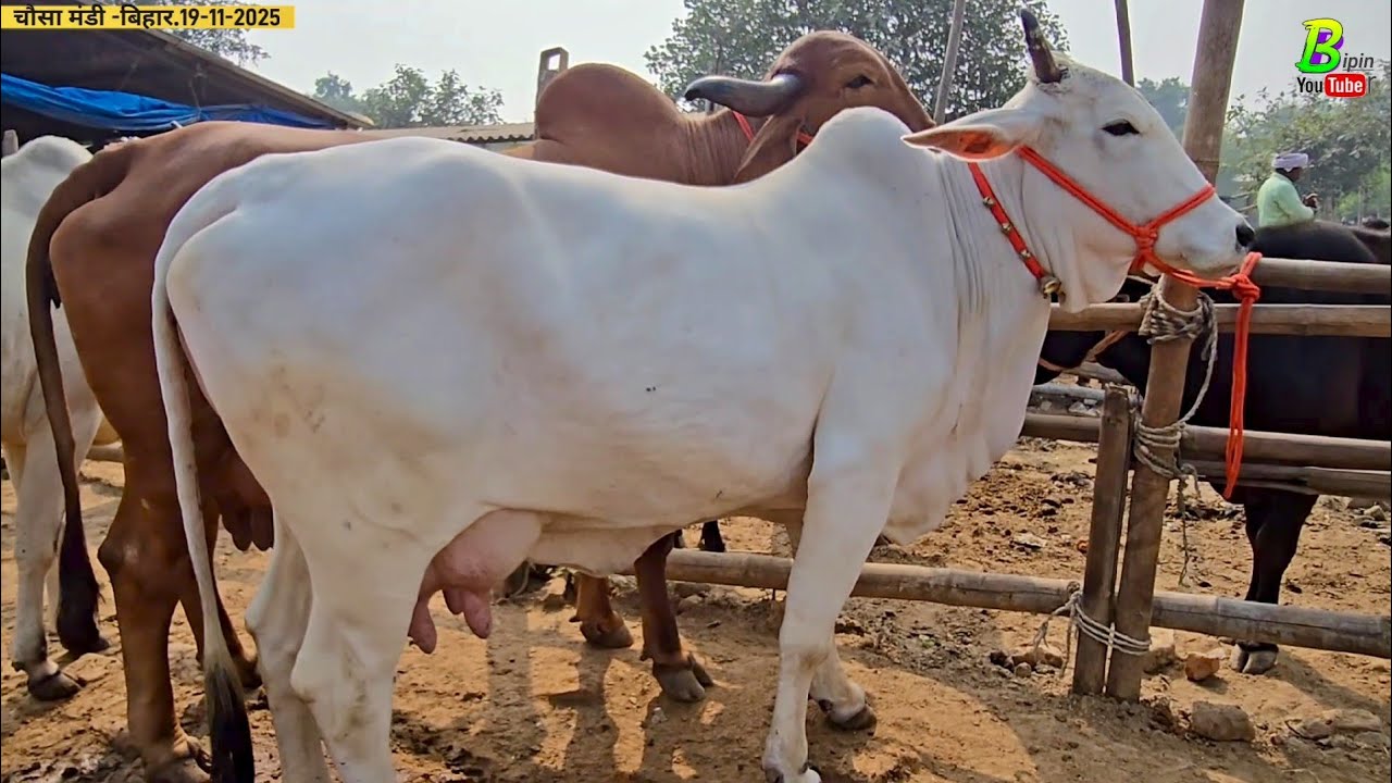 घर या डेयरी फार्म के लिए दुधारू गाय चाहिए तो बिहार की चौसा पशु मंडी में समय अनुसार आए | Chausa Mandi