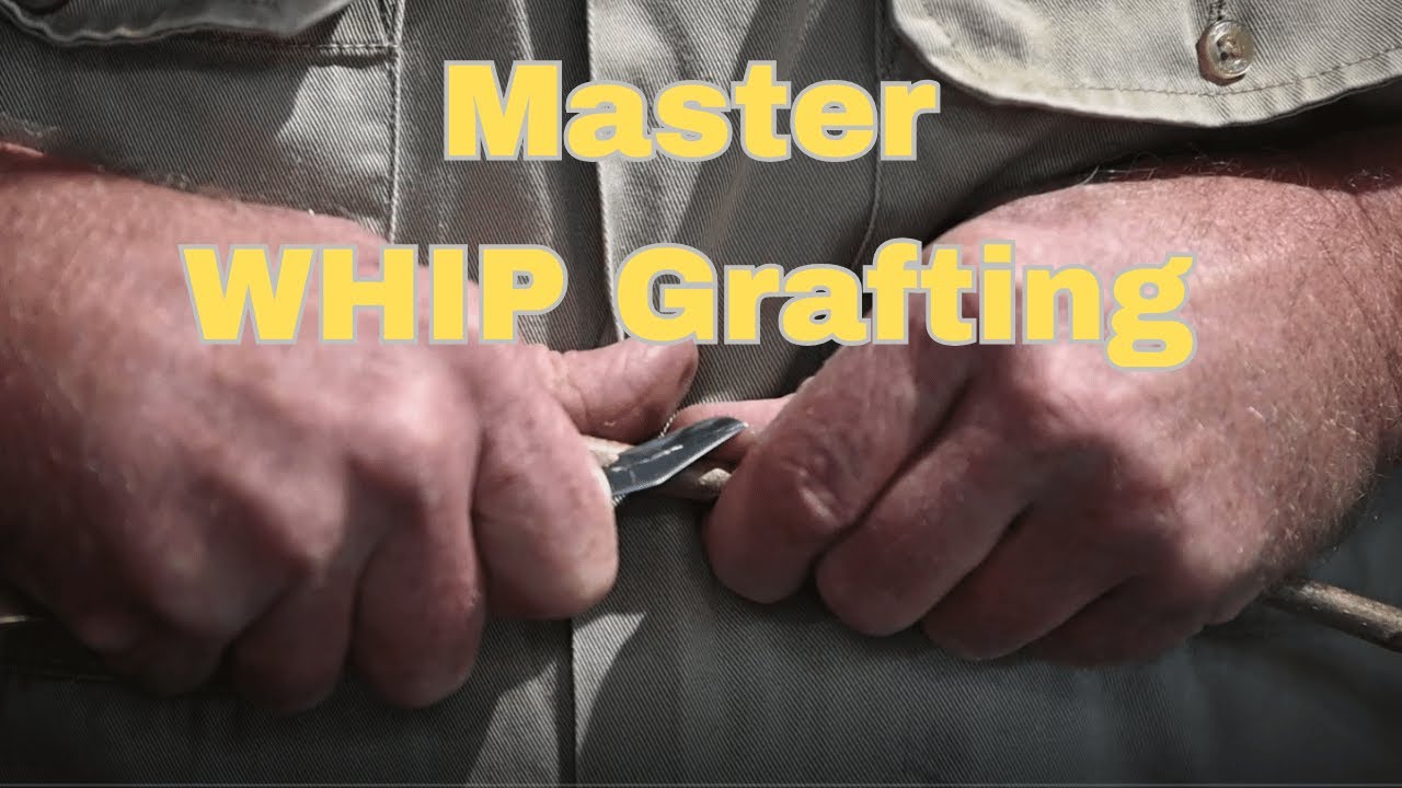 The ABSOLUTE BEST Way to Master Whip Grafting for Beginners