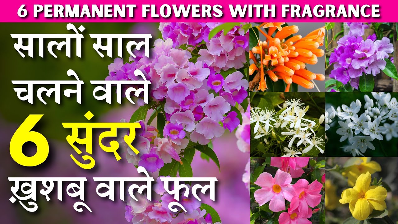 सालों साल चलने वाले 6 सुंदर ख़ुशबू वाले फूल || 6 Permanent Flowers with Fragrance for your Garden