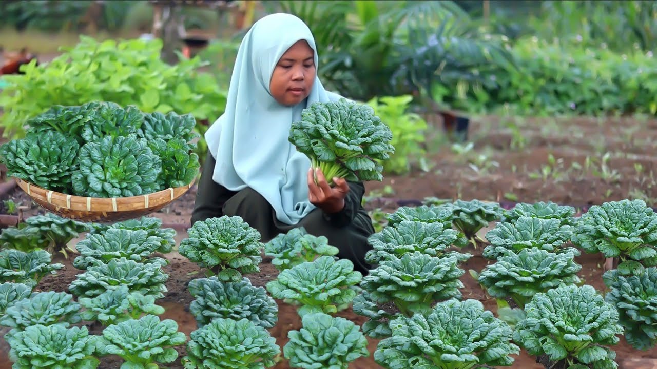 Panen PAGODA | Masak Pagoda sederhana yang bikin boros Nasi, masakan desa, hidup di desa