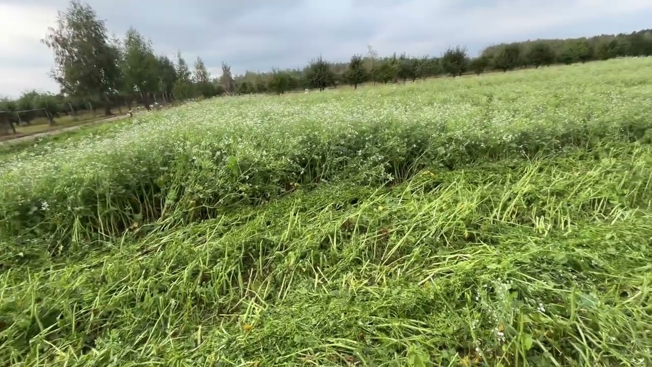 Rzodkiew super, drzewka aż za dobrze&hellip; #sadownictwo 