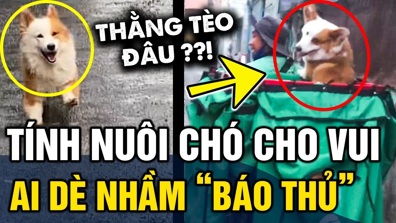 Nuôi cờ hó cho 'VUI NHÀ VUI CỬA', cô gái không ngờ mình rước nhầm 'BÁO THỦ' về nhà | Tin 3 Phút