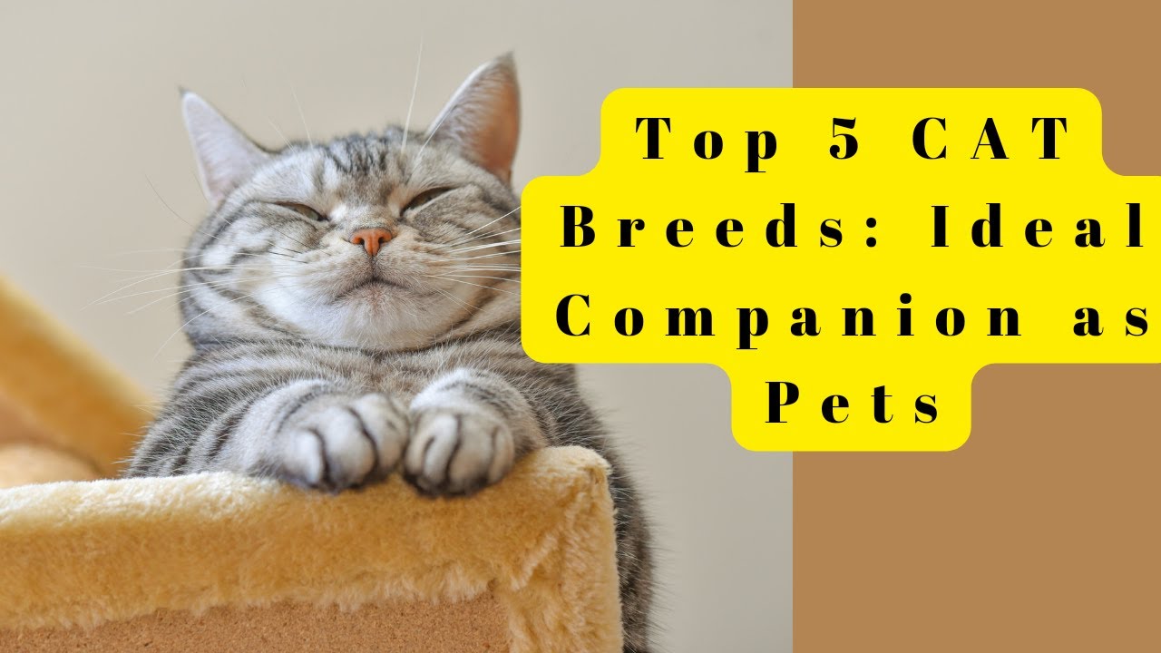 Discover the Top 5 CAT Breeds: Ideal Companions as Pets 😺