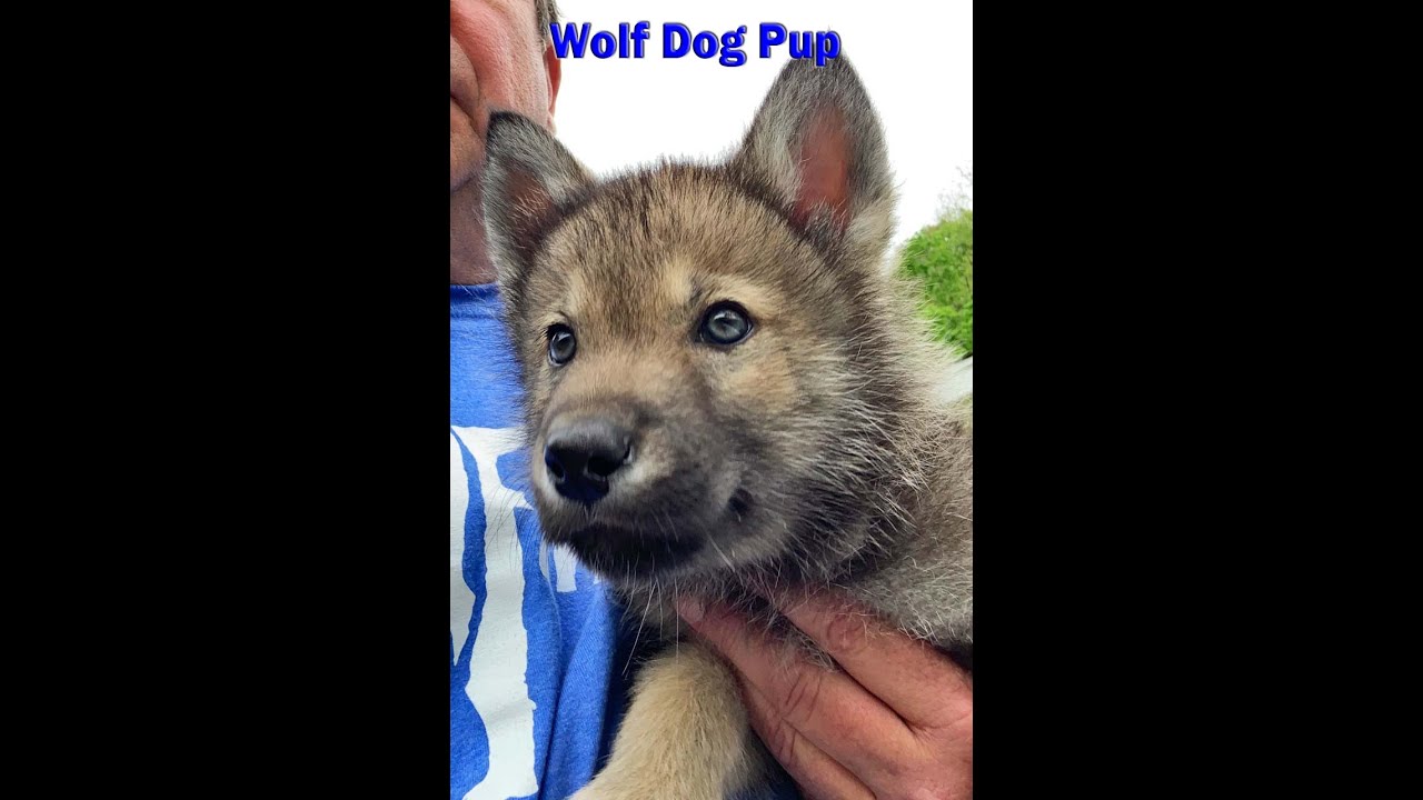 Getting A Wolfdog Puppy What You Need to Know About Hybrids, Breeders And Raising Pups