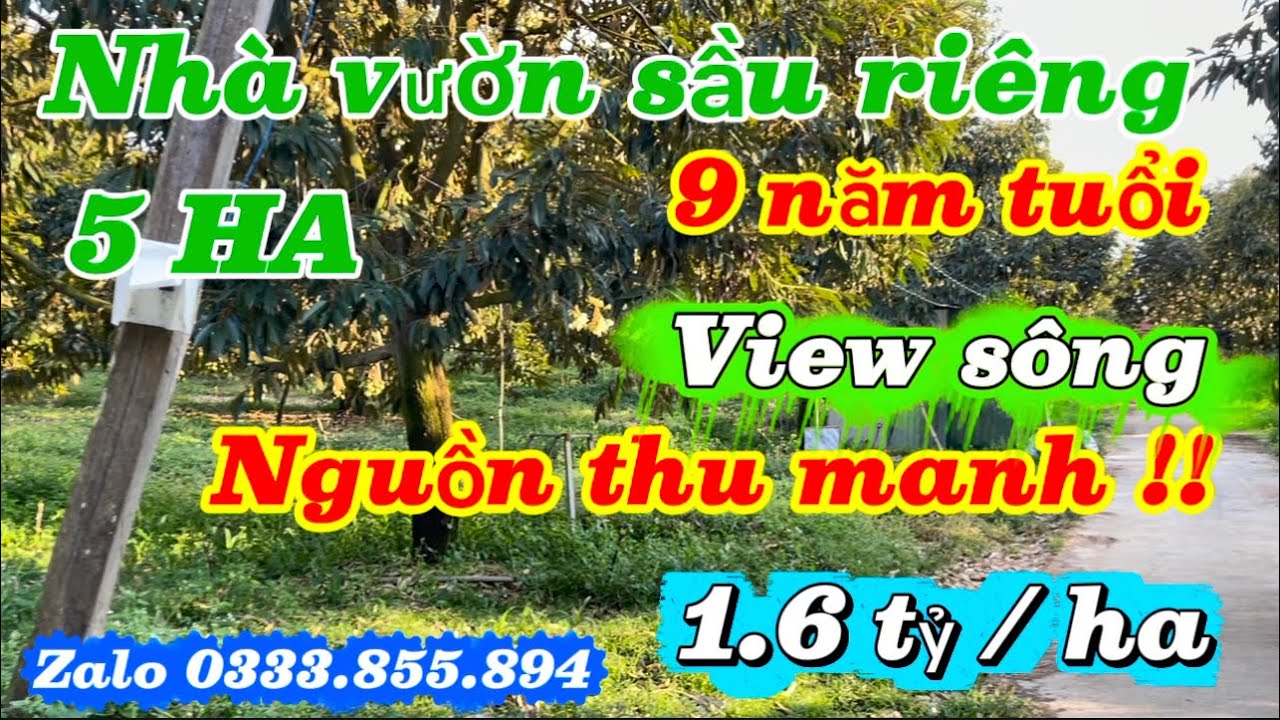 Nhà vườn sầu riêng 5 ha view sông . Cây 9 năm tuổi ngôn thu mạnh mà giá chỉ 1,6 tỷ / ha