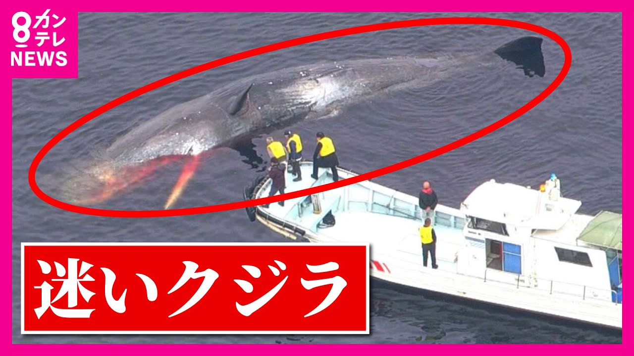 【大阪湾の“迷いクジラ”死ぬ】死骸は「埋設処理」大阪府が決定　海に戻した「ヨドちゃん」処理は8000万円かかったが　迷い込みは黒潮の蛇行と近海の海水温上昇が関係か〈カンテレNEWS〉