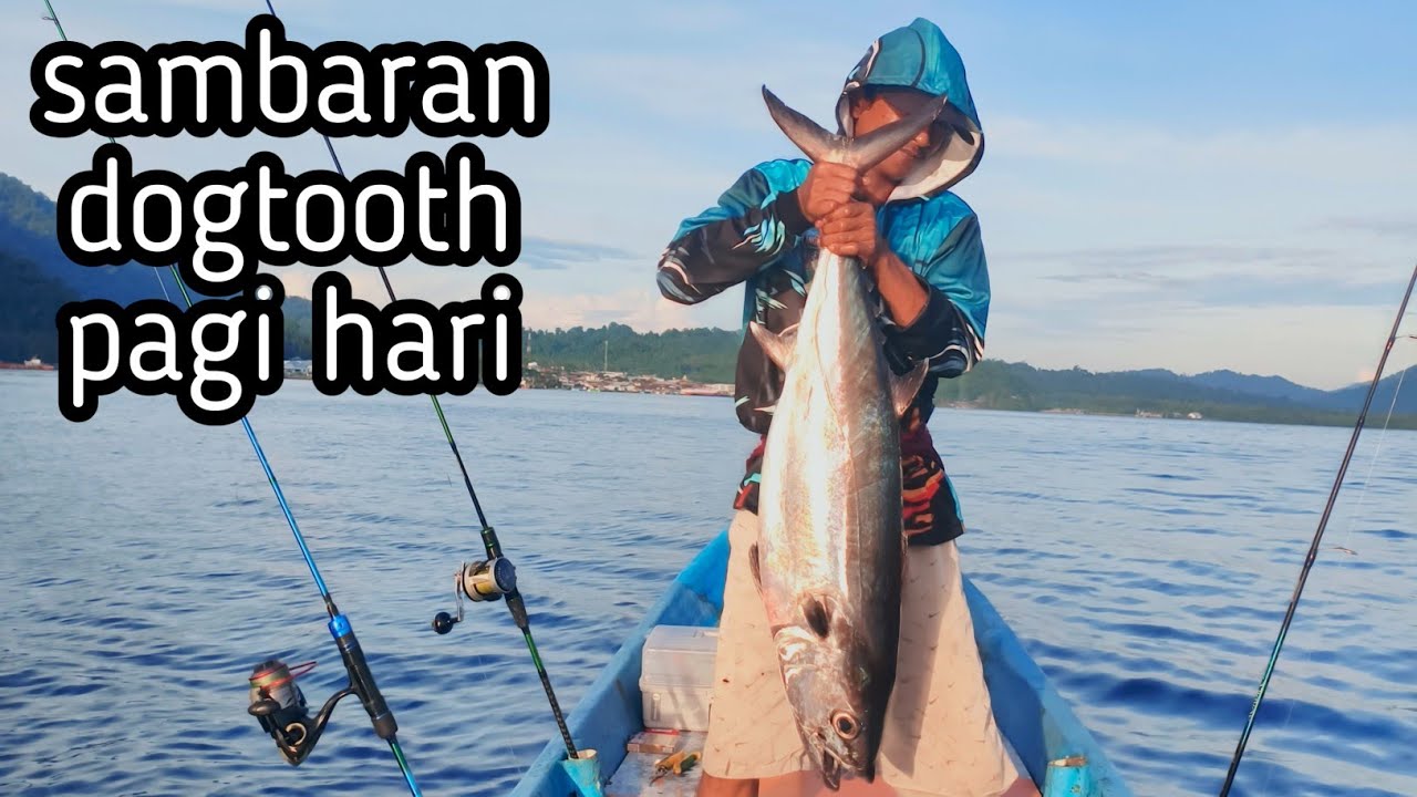 Tes reel daido jigking lite ternyata masih belum amis