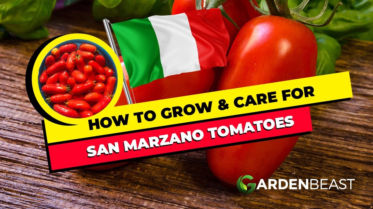 How to Grow San Marzano Tomatoes! Top Secrets to Care for These Delicious Tomatoes