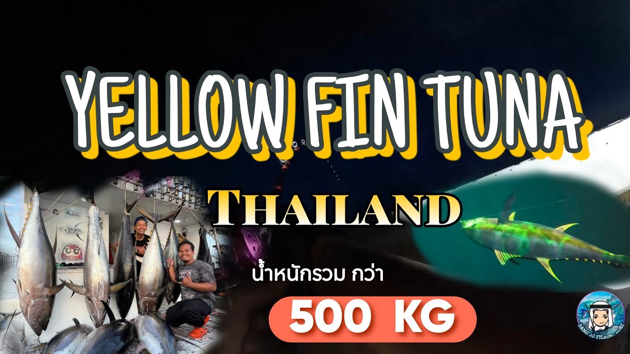 ล่า เยลโล่-ฟิน ทูน่า : ประเทศไทย  (Yellow Fin-Tuna)