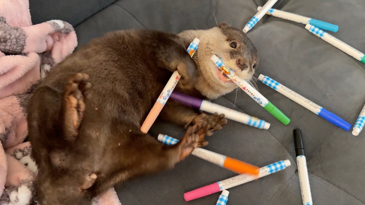 子供に勧められてとある遊びを始めるカワウソ An otter starts playing a certain game after being encouraged by a child