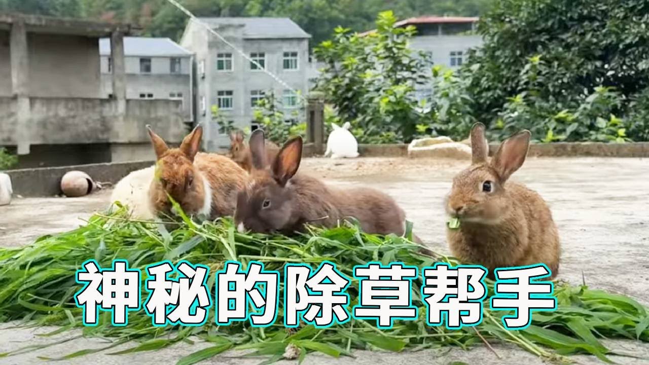 菜地杂草疯长难收拾，没时间管怎么办？“除草机” 来帮忙，这神秘帮手你知道是谁吗？【天下一场梦】