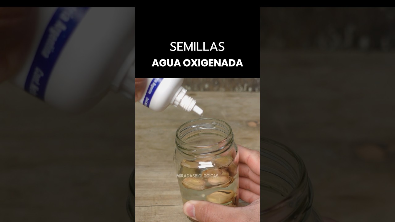 Agua oxigenada para Acelerar la Germinación