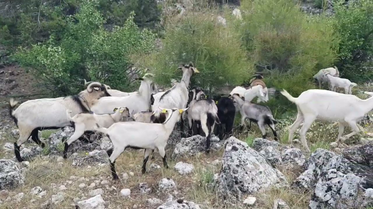 oberhasli ke&ccedil;i ırkımız kısa anlatım devamı gelecek videoda arkadaşlar