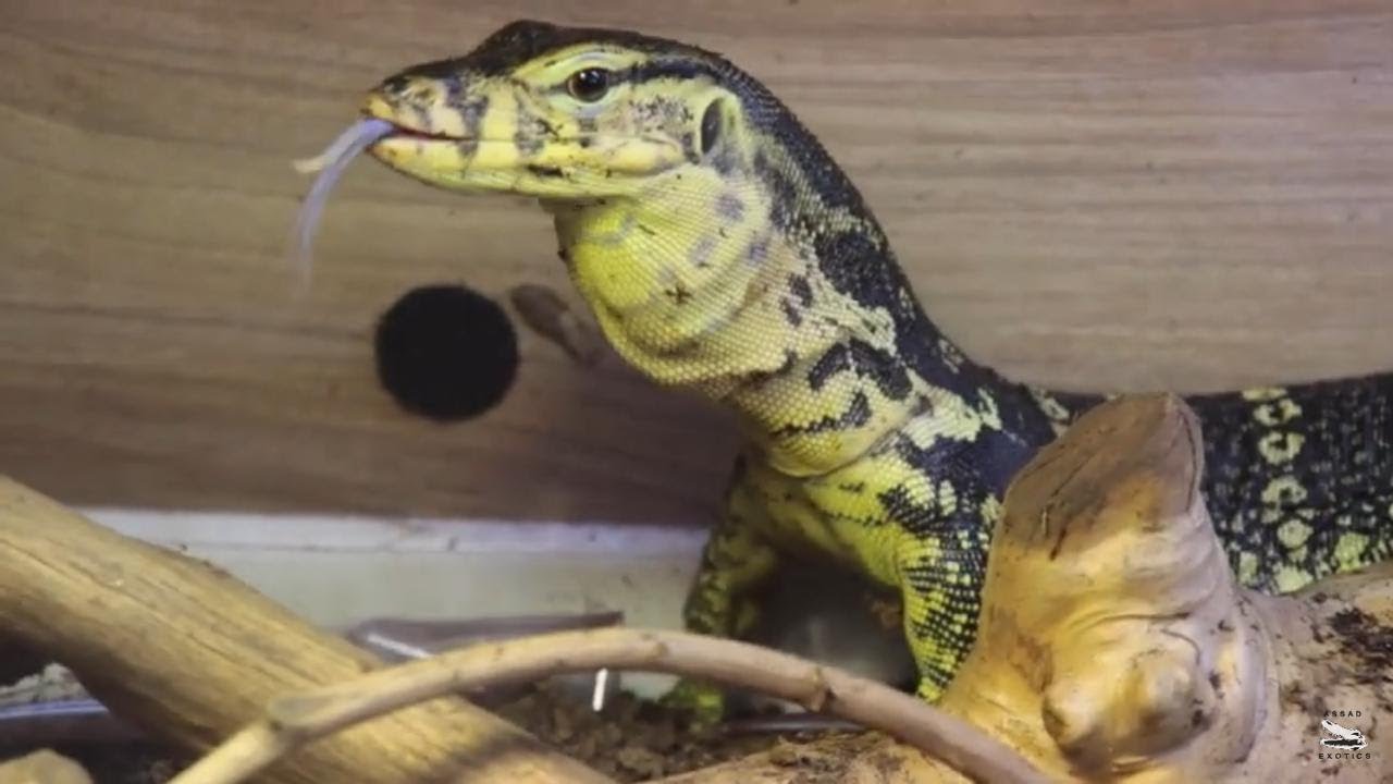A Todos Se Les Consiente