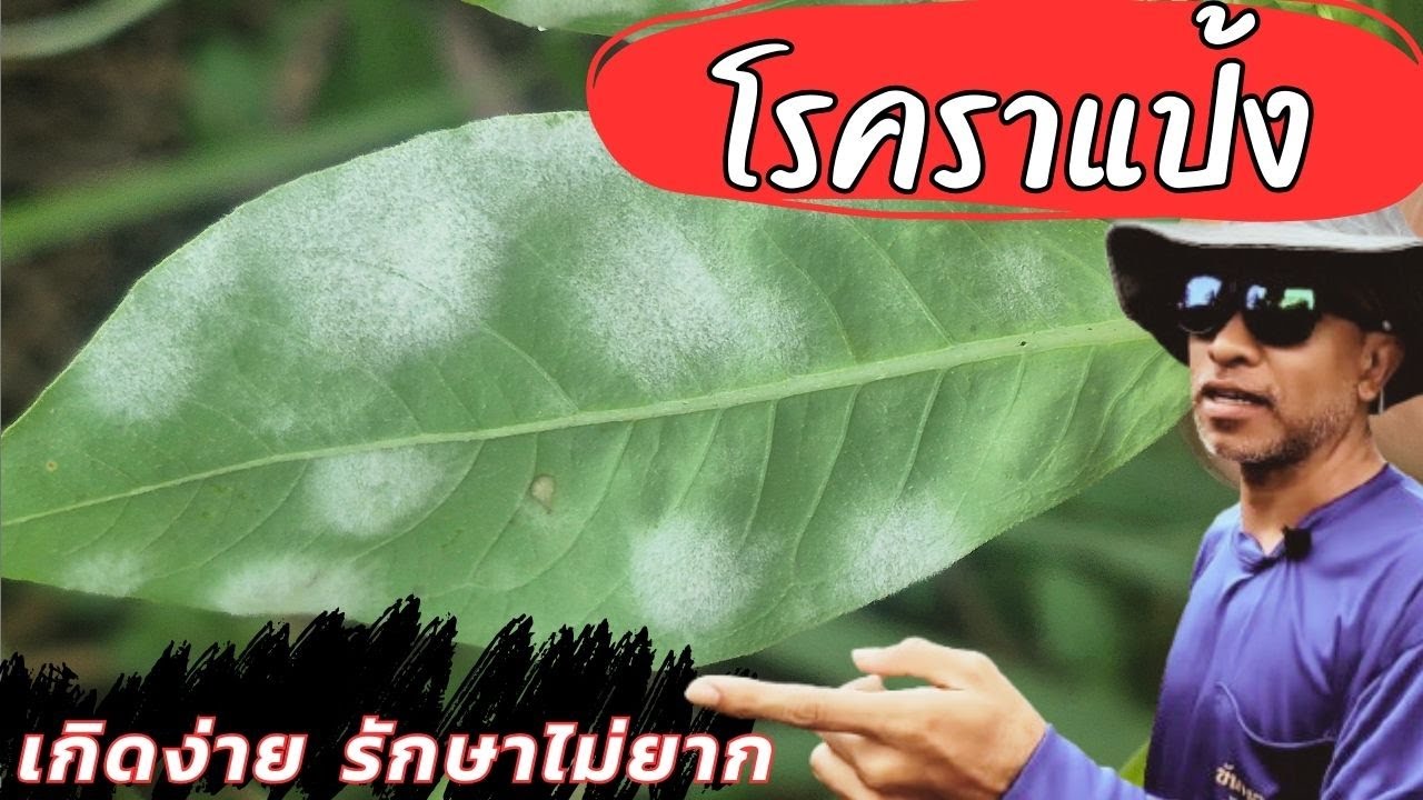 โรคราแป้งในต้นพืช รู้ทัน ป้องกันได้!