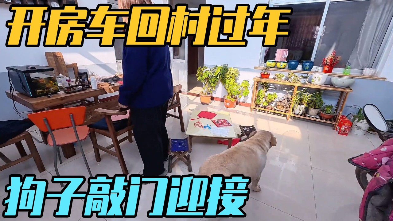 开房车回村过年，还没睡醒狗子敲门迎接，开启忙碌的一天【家和远方的旅行】