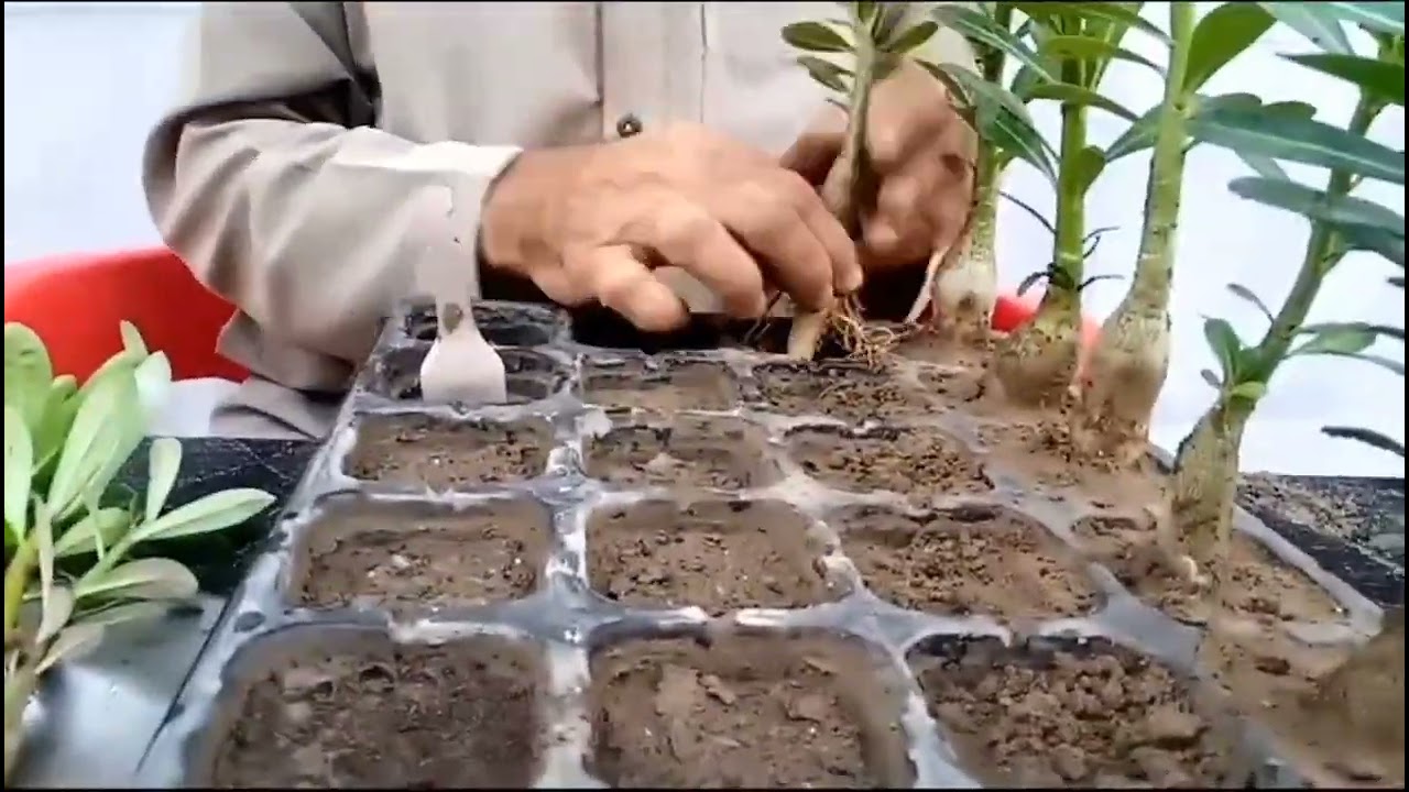 Repotting of small adenium in seedling trays #AdeniumRepotting#SeedlingTrays#GardeningTips#PlantCare