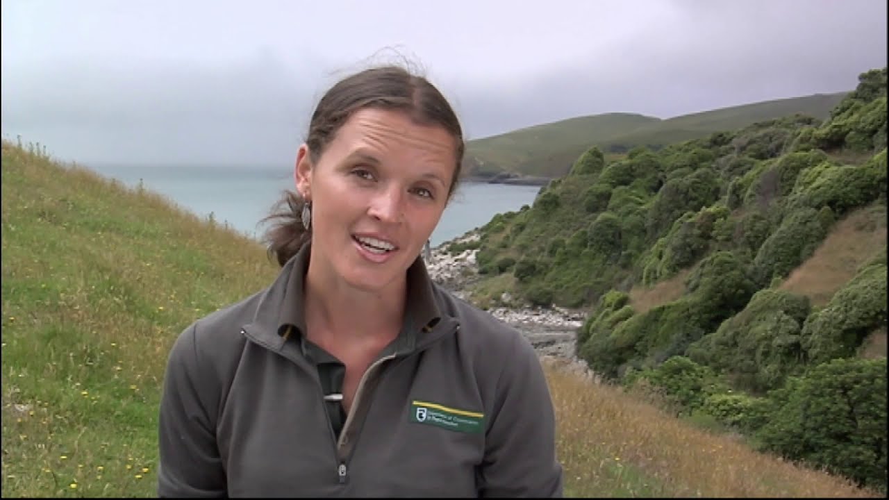 Meet the Locals: Yellow eyed penguins