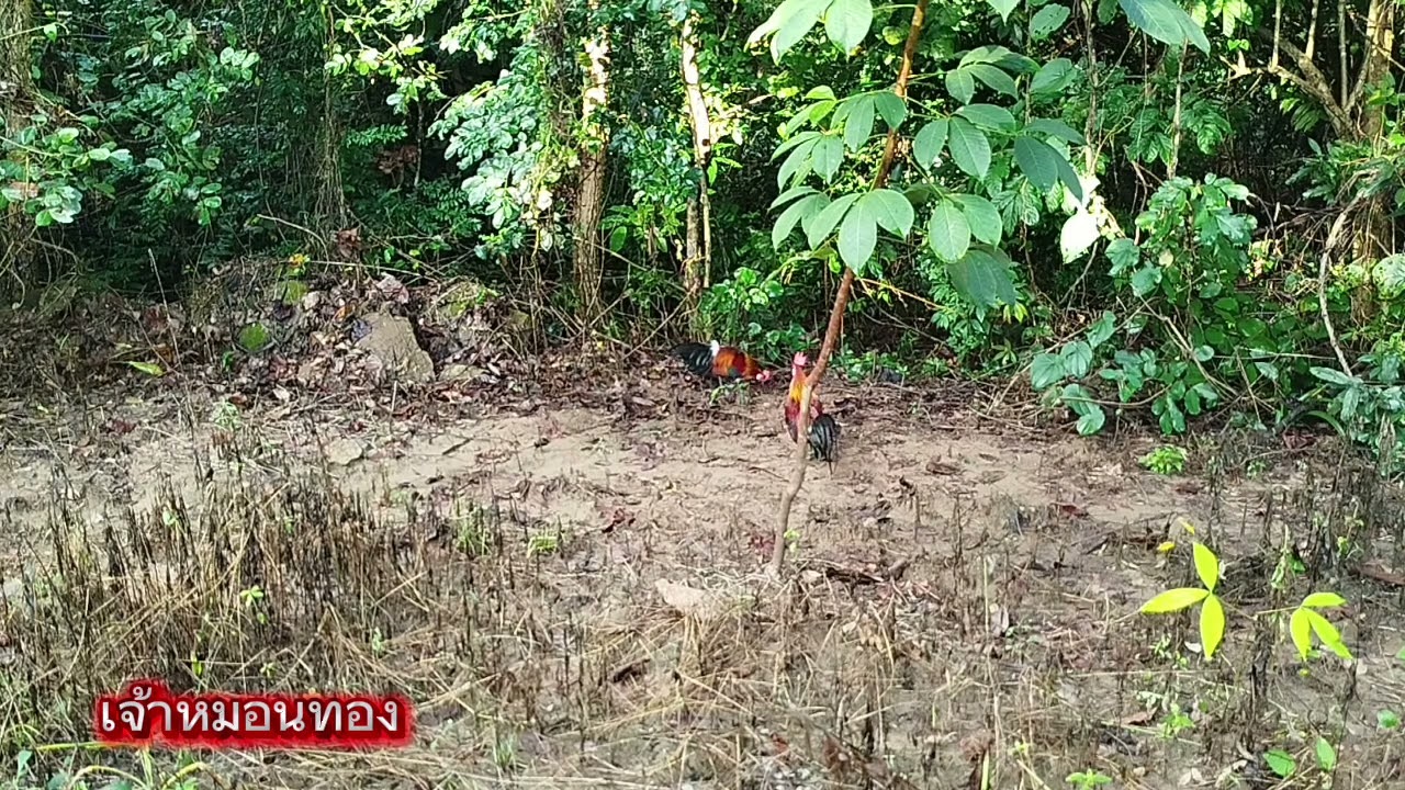 #ต่อไก่ป่าep136 เจอไก่ป่าสีเหลืองทรงสวยสุดๆ #chicken #birds #nature 