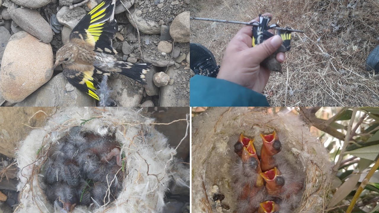 صيد جديد فرخ طائر الحسون في البرية مع مصطفى لقيت عش الحسون  صيد بكمية